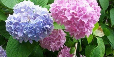 Kako napraviti plavu hortenziju